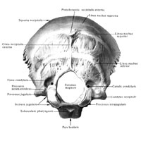 Затылочная кость (os occipitale); вид снаружи