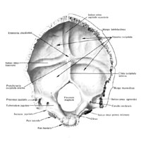 Затылочная кость (os occipitale); вид изнутри