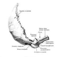 Затылочная кость (os occipitale); вид справа