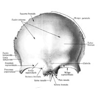 Лобная кость (os frontale); вид спереди