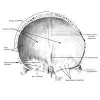 Лобная кость (os frontale); вид изнутри