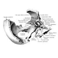 Клиновидня кость (os sphenoidale) и затылочная кость (os occipitale); вид справа и сверху