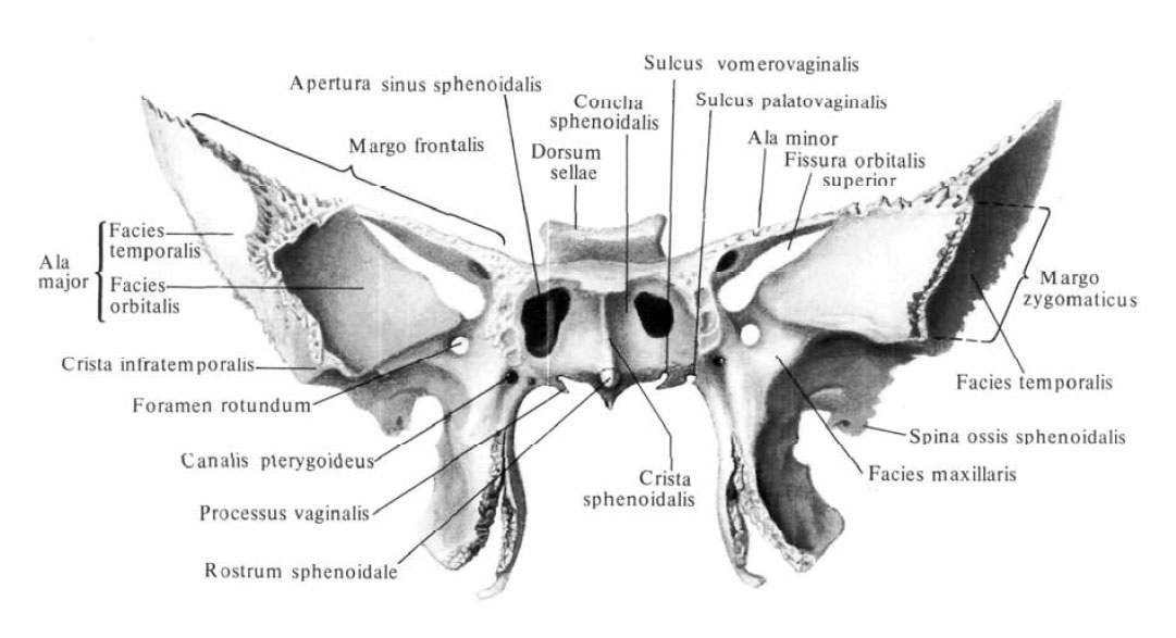 lingula sphenoidalis - meddic
