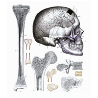 Структура различных по форме костей