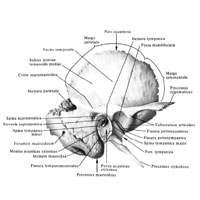 Височная кость (os temporale),правая; вид снаружи