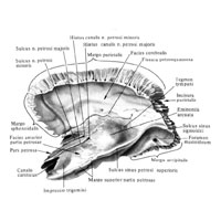 Височная кость (os temporale), правая; вид изнутри