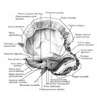 Височная кость (os temporale), правая; вид и сзади