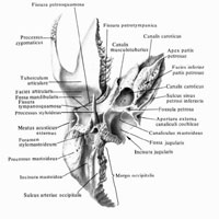 Височная кость (os temporale), правая; вид снизу