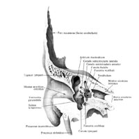 Височная кость (os temporale), правая. (Ветикальный распил через наружный слуховой проход.)