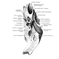 Височная кость (os temporale), правая. (Горизонтальный рапсил через наружный слуховой проход.)