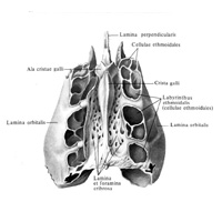 Решетчатая кость (os ethmoidale); вид сверху