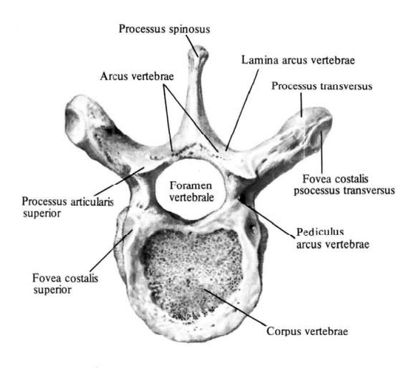 http://spina.pro/i/anatomy/kosti/8.jpg