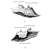 Нижняя носовая раковина (concha nasalis inferior) правая