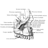 Верхняя чалюсть (maxilla) правая. (Передненаружная поверхность.)
