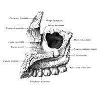 Верхняя чалюсть (maxilla) правая; вид изнутри.