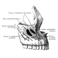 Верхняя чалюсть (maxilla) правая. (Передненаружная поверхность.)