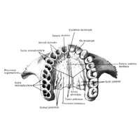 Верхние челюсти (maxillae); вид снизу