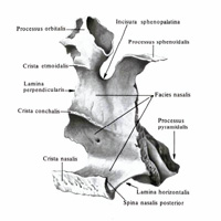 Небная кость (os palatinum) правая; вид изнутри и сзади