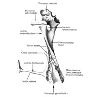Небная кость (os palatinum) правая; вид сзади