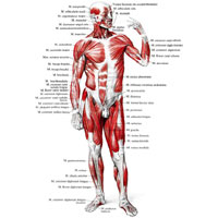 Рис. 287. Мышцы тела человека; вид спереди.