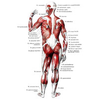 Мышцы тела человека; вид сзади.