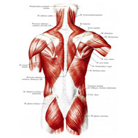 Рис. 293. Мышцы спины, mm. dorsi. (Поверхностные мышцы.)