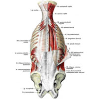 Рис. 295. Мышцы спины и задней области шеи. (Поверхностные мышцы: третий слой. Глубокие мышцы; первый и второй слои. Мышцы и кости пояса верхней конечности удалены.)
