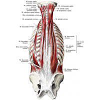 Рис. 296. Мышцы спины, шеи и подзатылочные мышцы. (Глубокие мышцы спины длинные: второй поверхностный слой.)