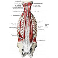 Рис. 298. Мышцы спины, задней области шеи и подзатылочные мышцы. (Глубокие мышцы спины: первый и второй слои.)