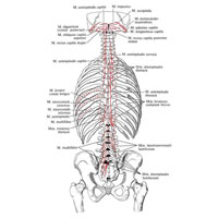 Рис. 299. Места начала и прикрепления мышц туловища (схема). (Глубокие мышцы спины: второй глубокий слой.)