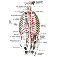 Рис. 300. Мышцы спины и подзатылочные мышцы. (Глубокие мышцы спины: второй и третий слои.)
