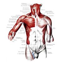Рис. 304. Мышцы и фасции туловища; вид спереди. (Поверхностные мышцы шеи, груди и живота.)