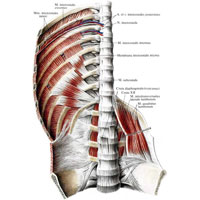Рис. 314. Мышцы задней стенки груди и живота; вид изнутри.