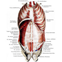 Рис. 315. Мышцы и фасции туловища; вид изнутри. (Передняя стенка груди и живота.)
