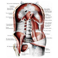 Рис. 317. Диафрагма и мышцы задней стенки живота; вид изнутри. (Справа удалены квадратная мышца поясницы и частично большая и малая поясничные мышцы.)