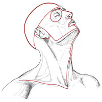 Рис. 328. Линии разрезов кожи головы и шеи, наиболее удобные для обнаружения препарируемых мышц.