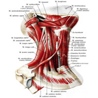 Рис. 331. Мышцы шеи; вид справа. (Срединная группа и глубокие мышцы, боковая группа.)