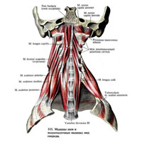Рис. 333. Мышцы шеи и подзатылочные мышцы; вид спереди.