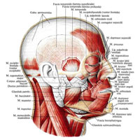 Рис. 338. Мышцы головы; вид справа. (Мышцы лица и жевательные мышцы.)