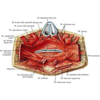 Рис. 339. Мышцы, окружающие ротовую щель; вид изнутри. (Кожа с мышцами отделена от костей лица; слизистая оболочка щек и губ удалена.)
