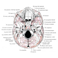 Рис. 347. Места начала и прикрепления мышц и связок на основании черепа (схема).