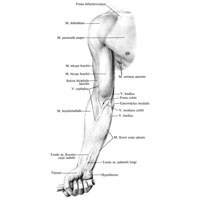 Рис. 348. Рельеф мышц верхней конечности, правой; вид спереди. 