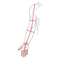 Рис. 350. Линии разрезов кожи верхней конечности (наиболее удобные для обнаружения препарируемых мышц); вид спереди.