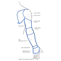 Рис. 353. Линии разрезов кожи верхней конечности (наиболее удобные для обнаружения препарируемых мышц); вид сзади.