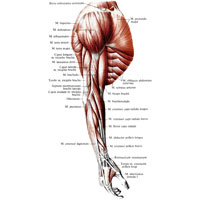 Рис. 355. Мышцы верхней конечности, правой; вид сбоку.