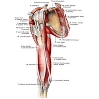 Рис. 357. Мышцы правого пояса верхней конечности и плеча; вид спереди. (Подлопаточная мышца и двуглавая мышца плеча частично удалены.)