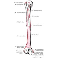 Рис. 359. Места начала и прикрепления мышц на плечевой кости, правой; вид спереди (схема).