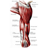 Рис. 360. Мышцы правого пояса верхней конечности и плеча; вид сбоку. 
