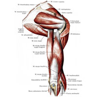 Рис. 361. Мышцы правого пояса верхней конечности и плеча; вид сзади. (Дельтовидная мышца частично удалена.)