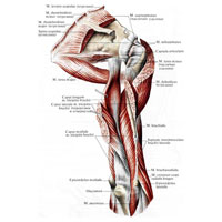 Рис. 362. Мышцы правого пояса верхней конечности и плеча; вид сзади.